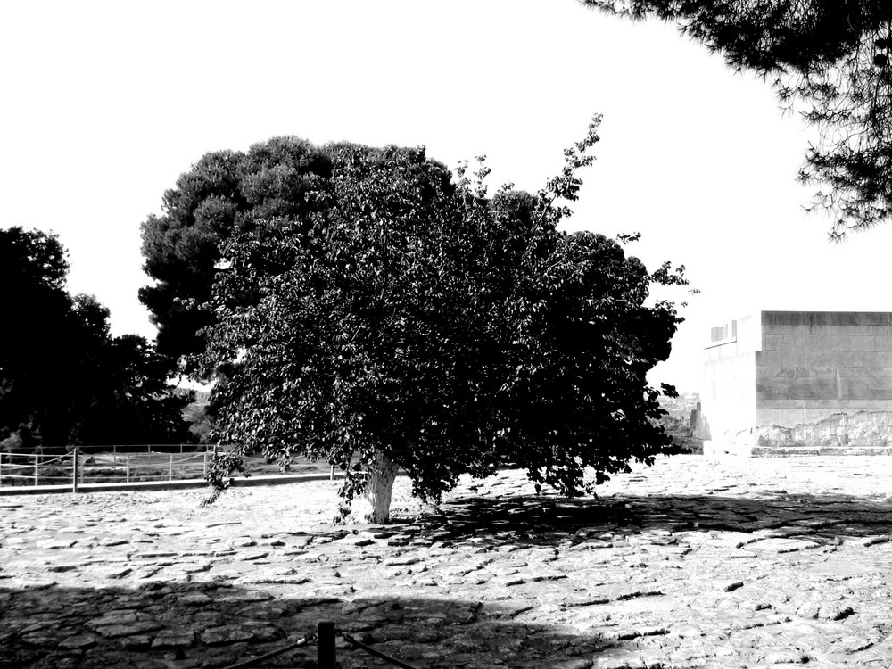 Baum in Knossos