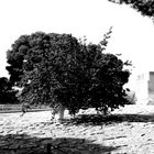 Baum in Knossos