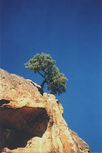 Baum in  "La Pena"