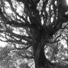 Baum in langem Licht