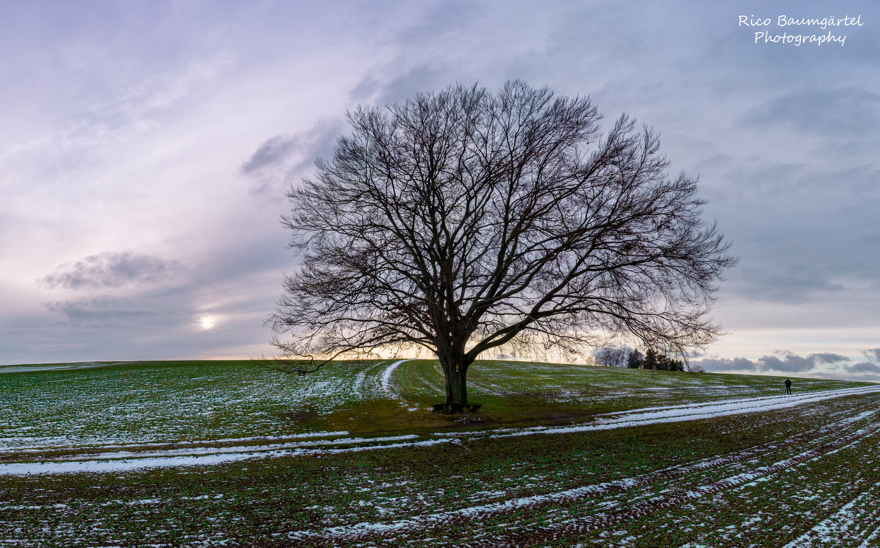 Baum-in-Lichtenau-am-05.12.2021