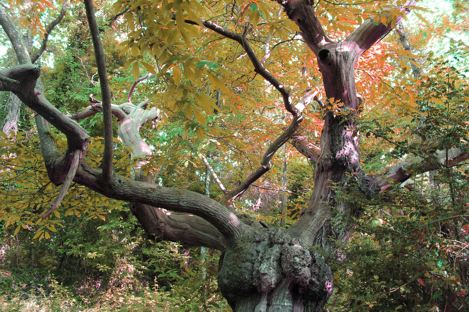 Baum in Locoal