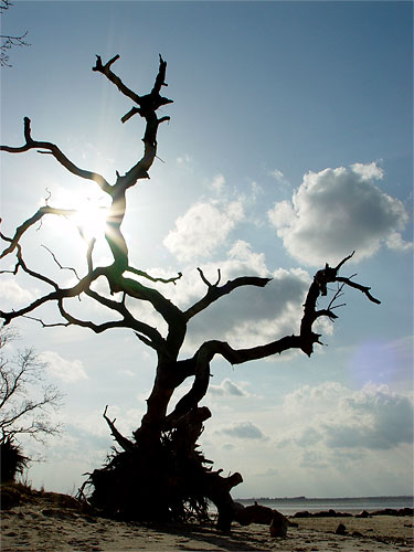 Baum in Loissin am Greifswalder Bodden