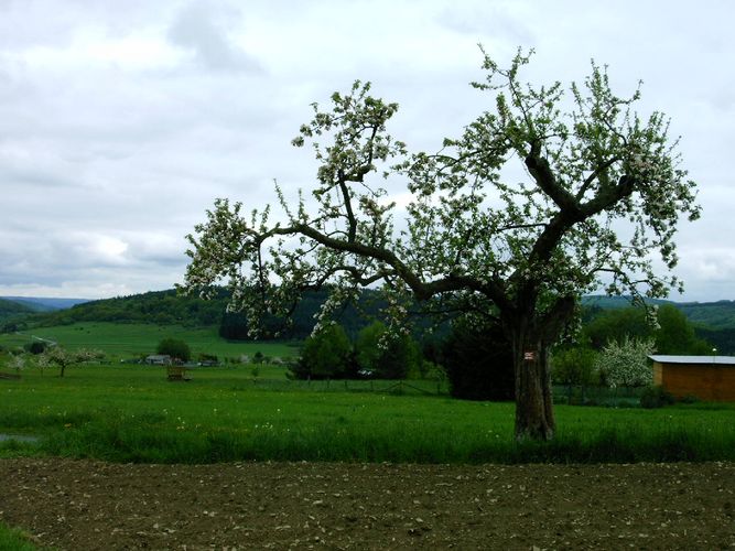 Baum in Mittelhessen