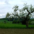 Baum in Mittelhessen