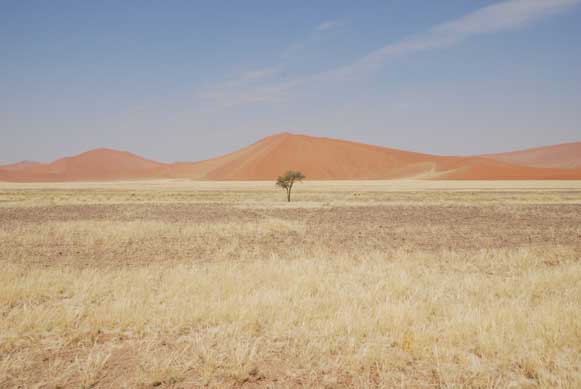 Baum in Namibia