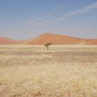 Baum in Namibia