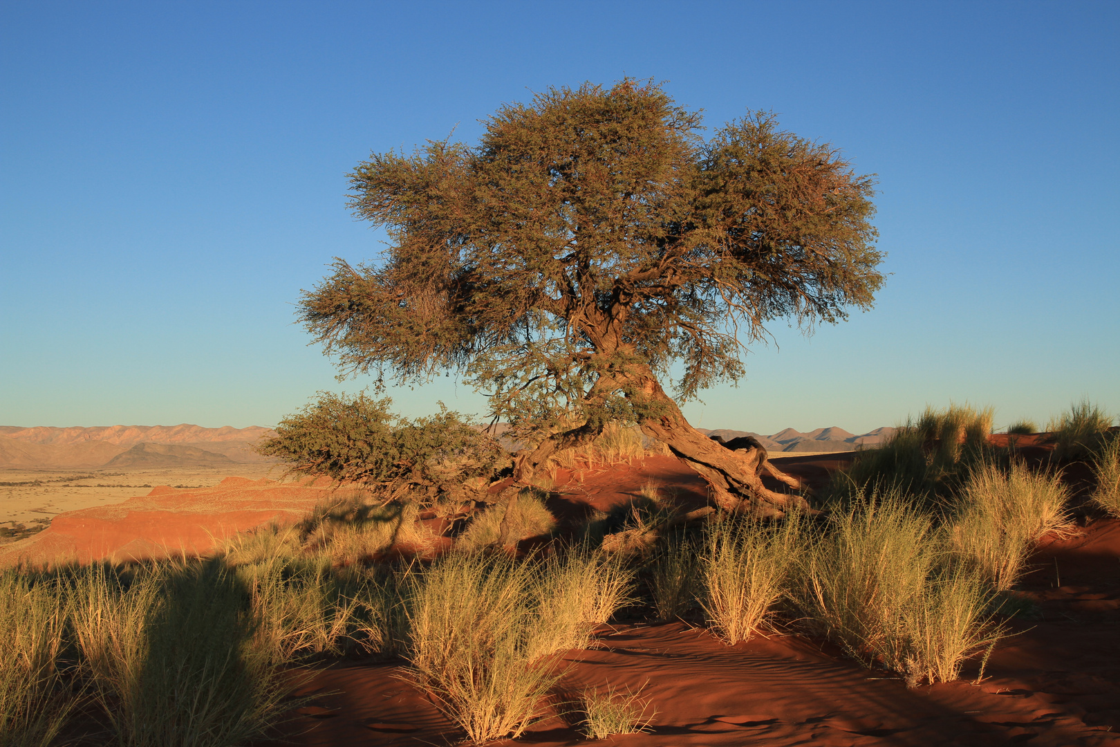 Baum in Namibia