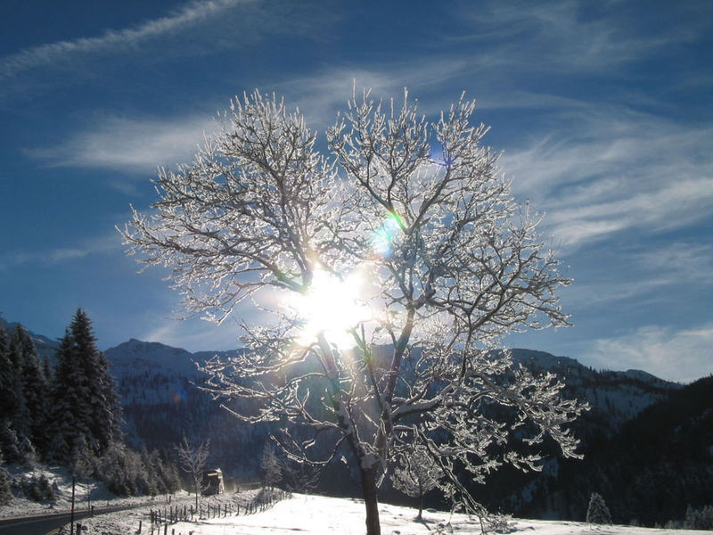 Baum in Obertauern