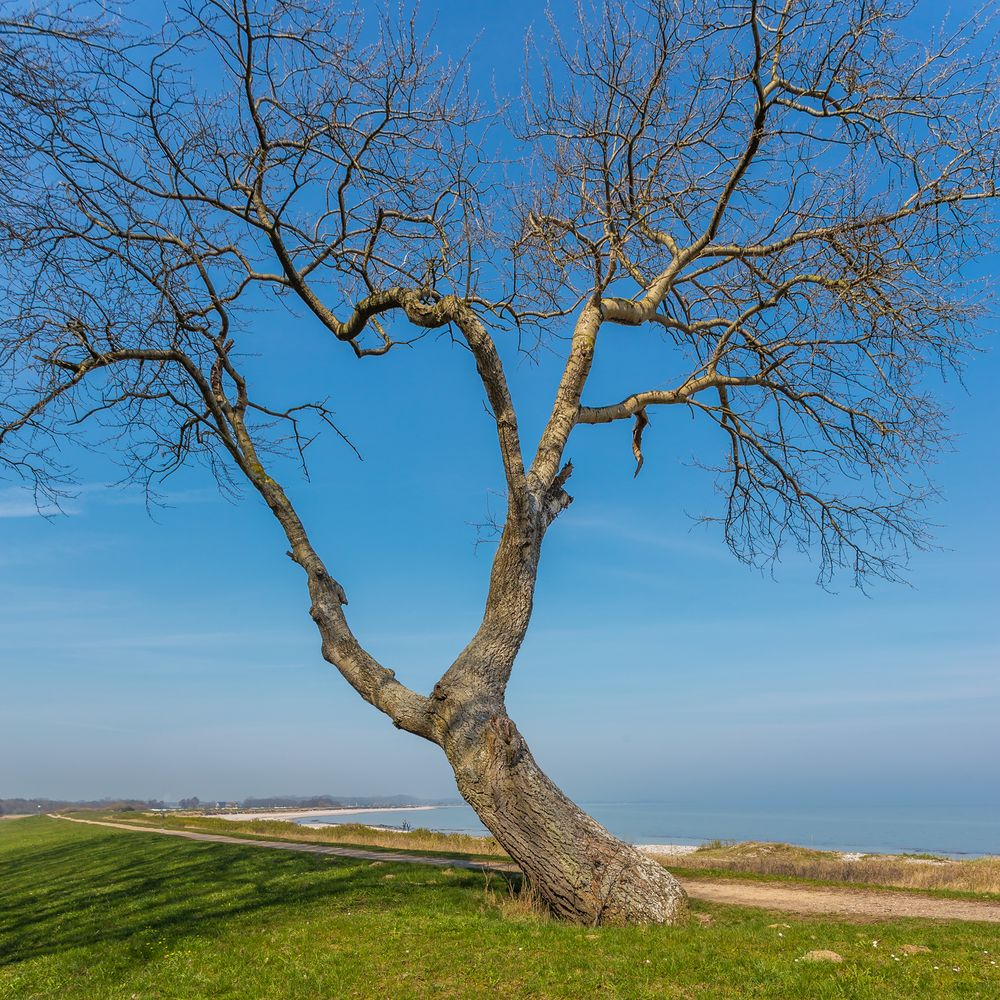 Baum in Oehe