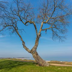 Baum in Oehe