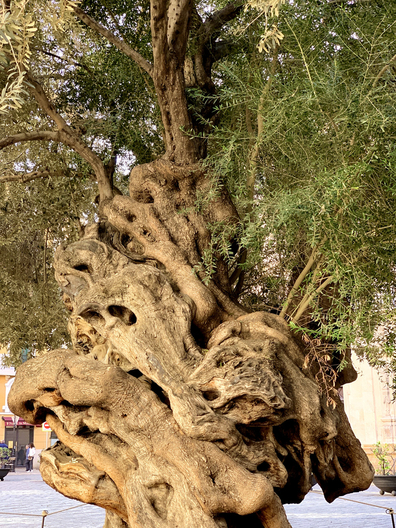 Baum in Palma 