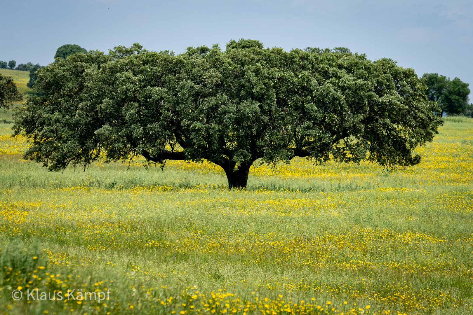 Baum in Portugal