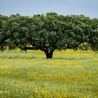 Baum in Portugal