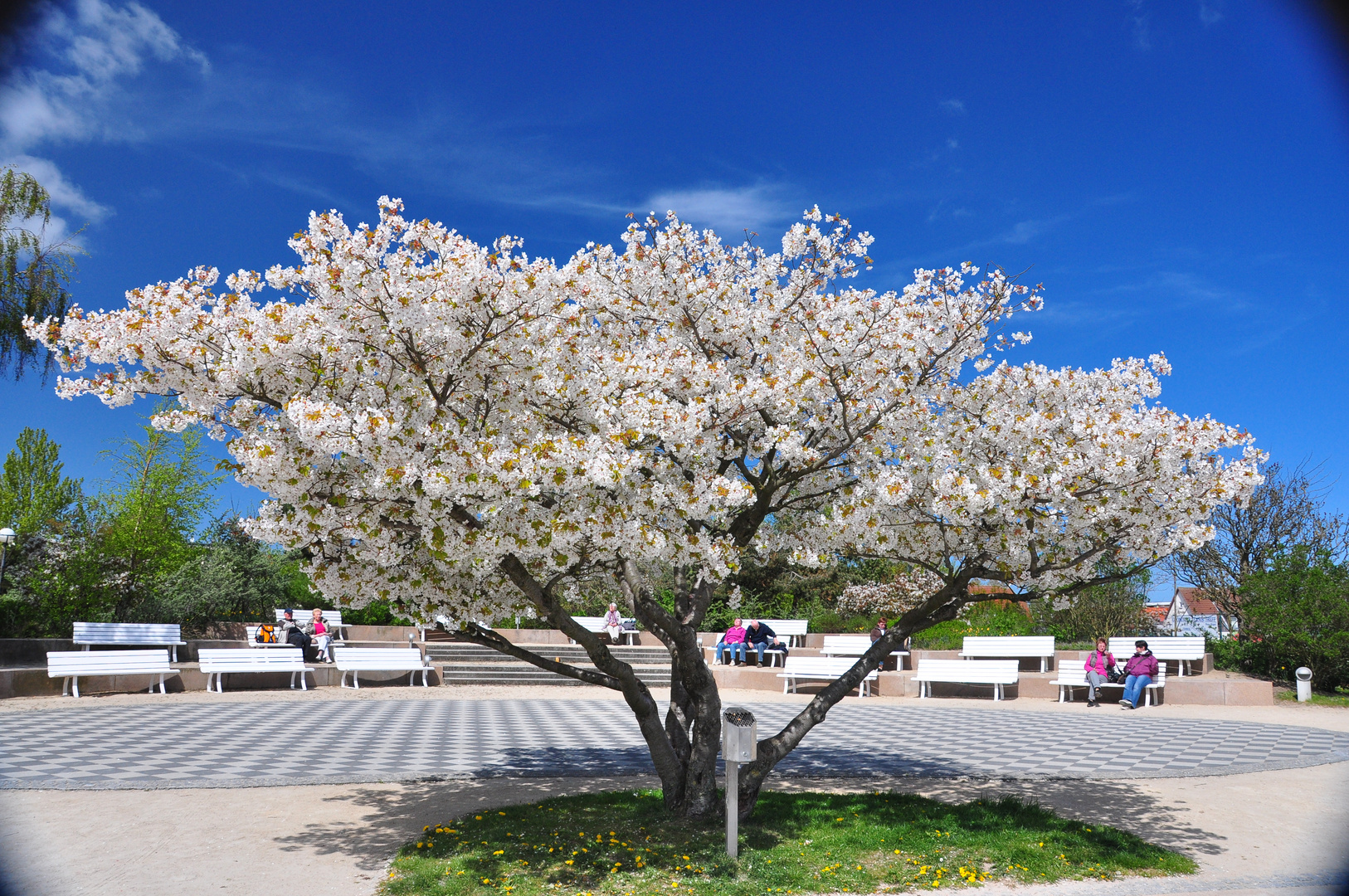 Baum in prachtvoller Blüte