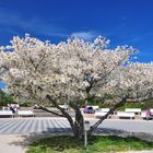 Baum in prachtvoller Blüte