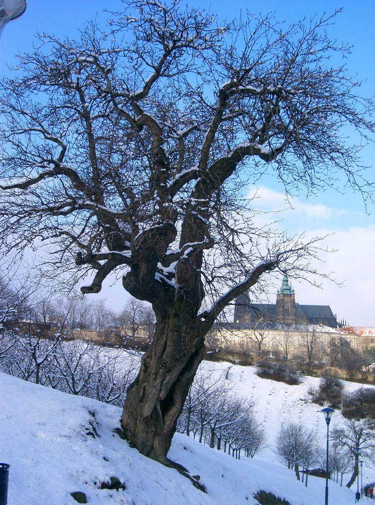 Baum in Prag