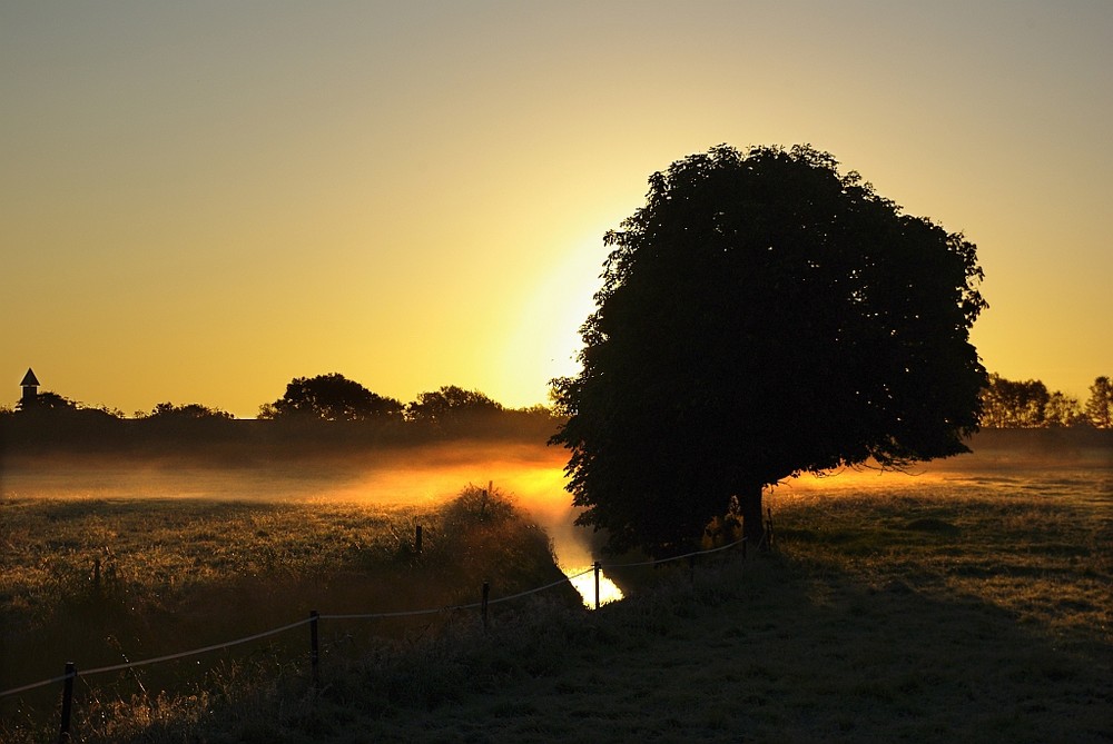 Baum in Presen mit Morgennebel