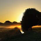 Baum in Presen mit Morgennebel