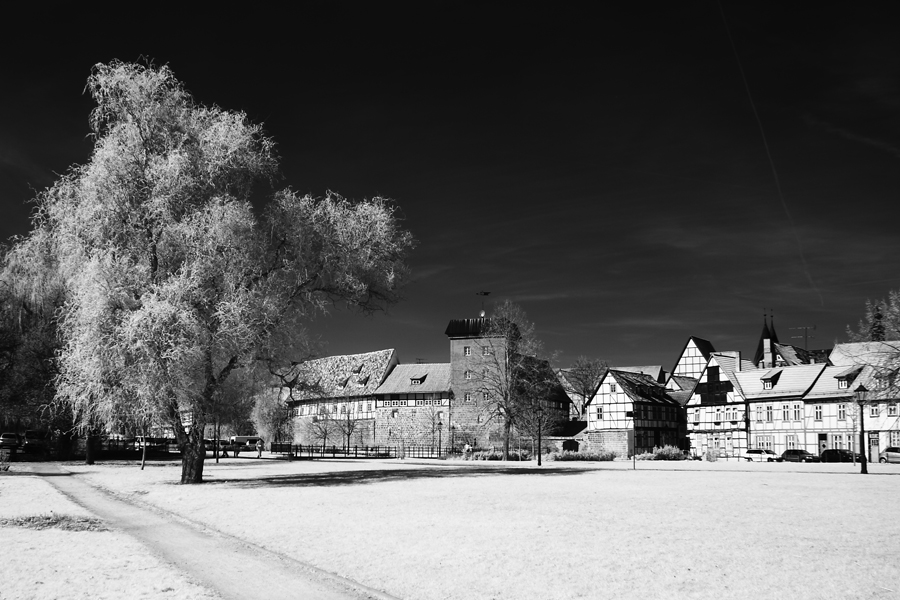 Baum in Quedlinburg