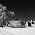 Baum in Quedlinburg