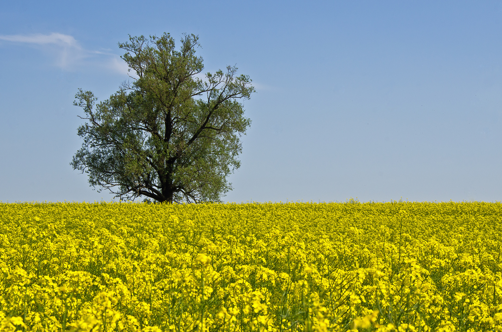 Baum in Rapsblüte