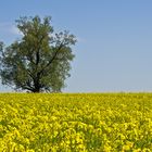 Baum in Rapsblüte