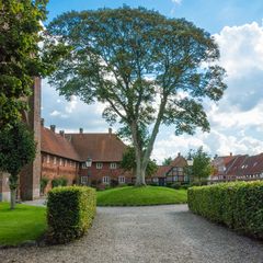 Baum in Ribe