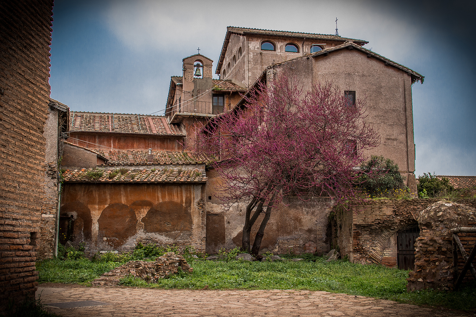 Baum in Rom