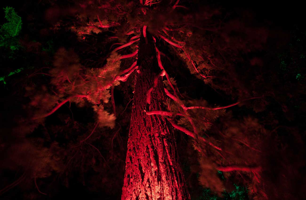 Baum in rot