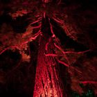Baum in rot