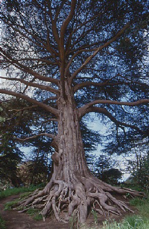 Baum in San Francisco