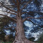 Baum in San Francisco