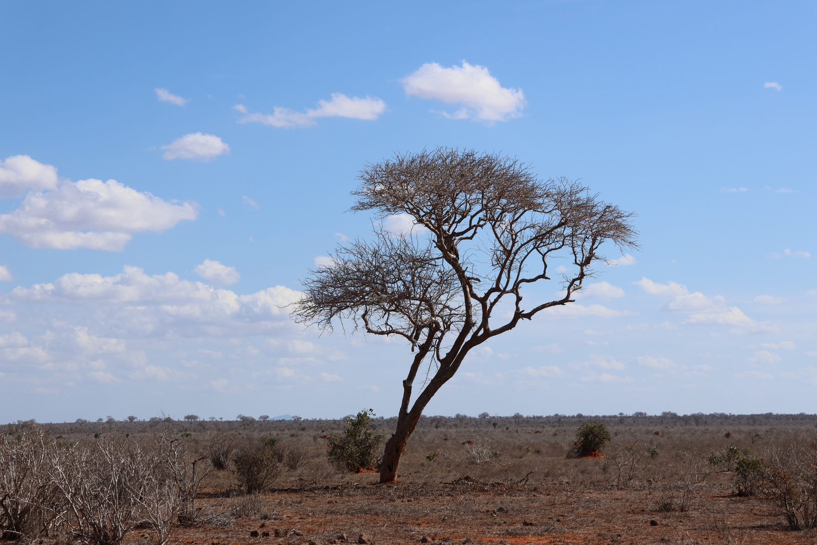 Baum in Savanne