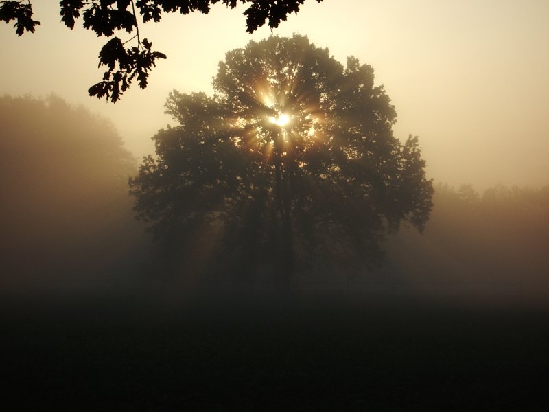 Baum in Scherenbostel