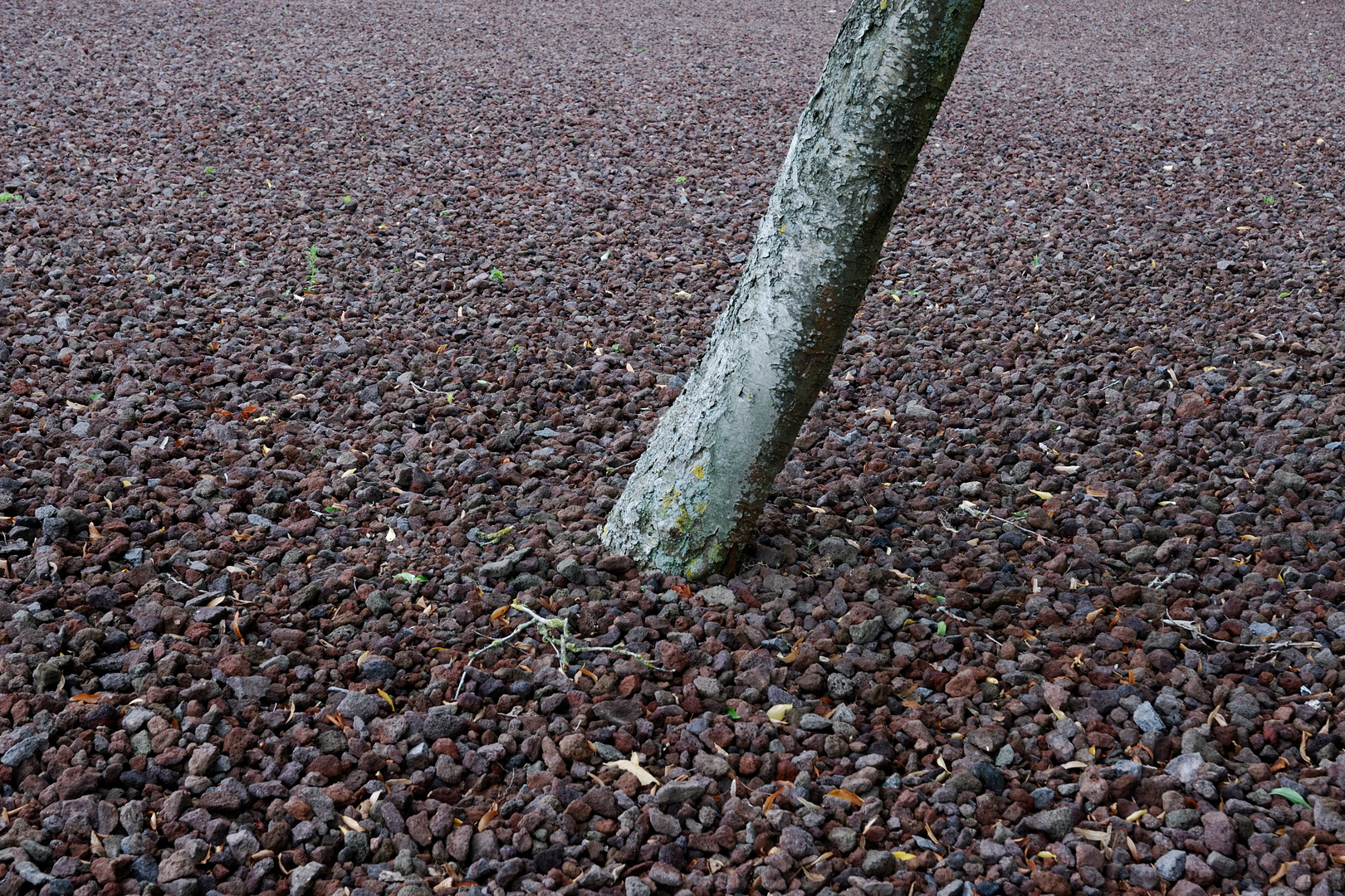 Baum in Schlacke