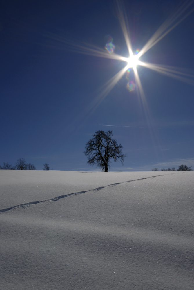 Baum in Schneelandschaft