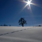 Baum in Schneelandschaft