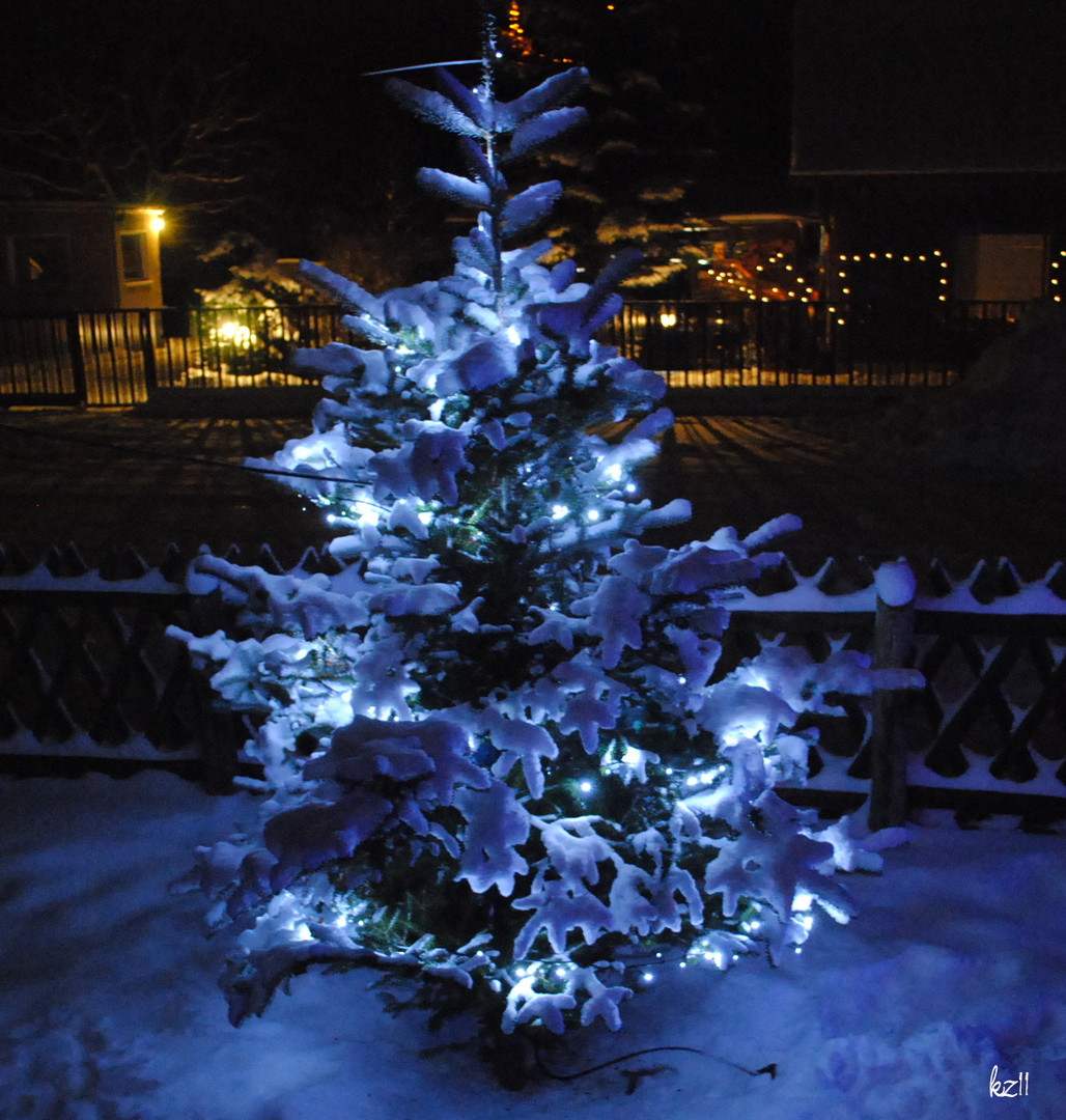 Baum in schönem Licht