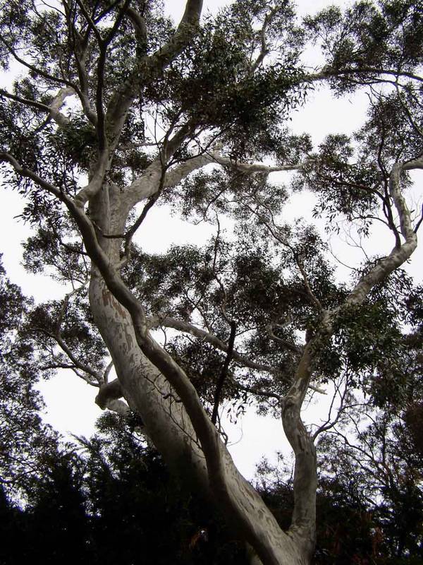 Baum in Schottland