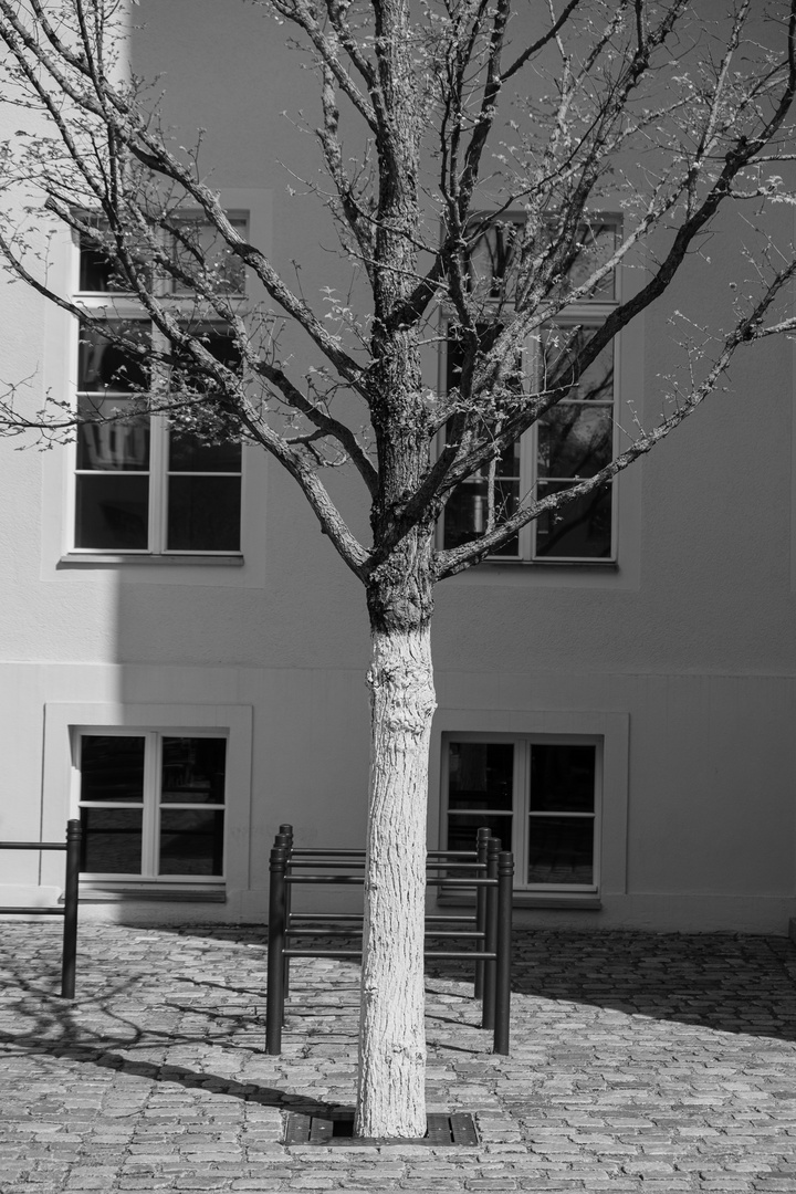 Baum in schwarz/ weiß