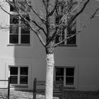 Baum in schwarz/ weiß