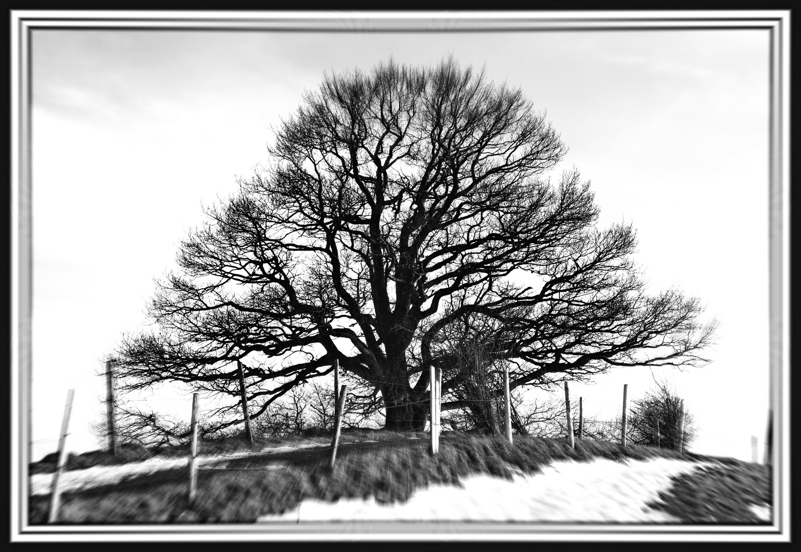 Baum in schwarz-weiß