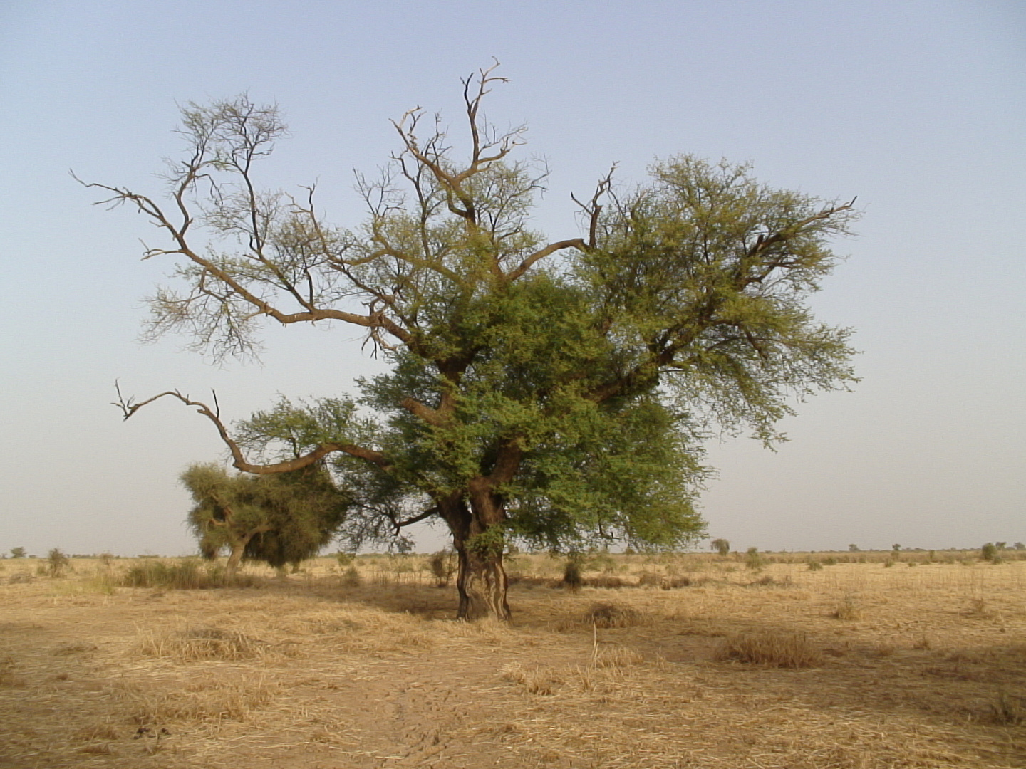 Baum in Senegal.