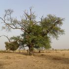 Baum in Senegal.