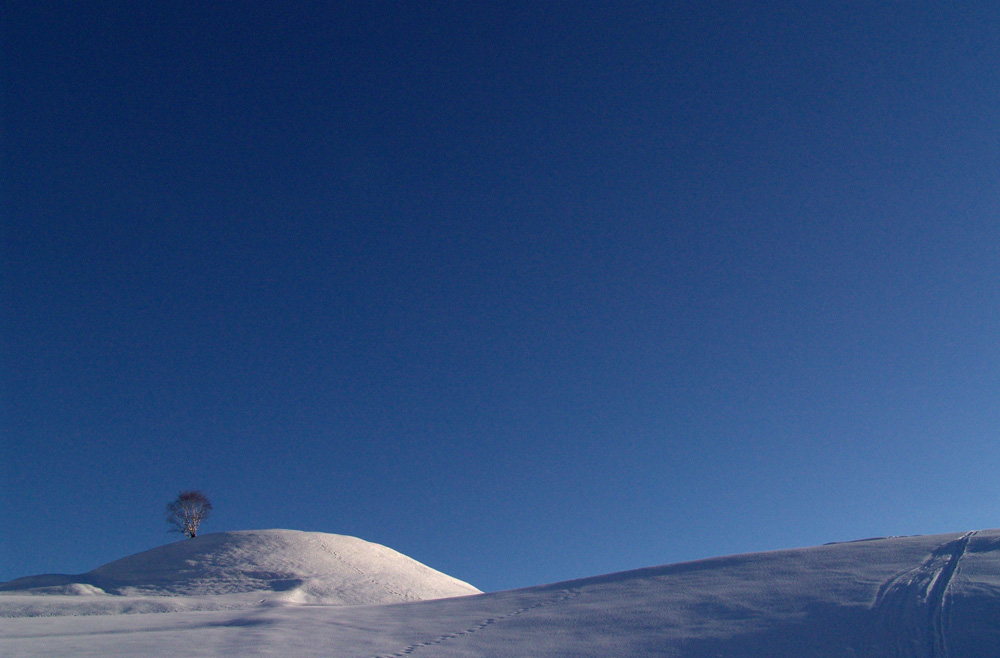 Baum in Serfaus - am anderen Morgen