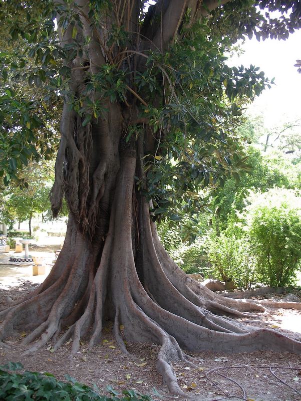 Baum in Sevillas Parkanlage