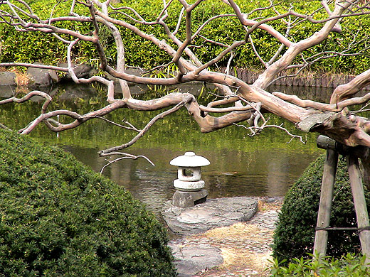 Baum in Shinjuku