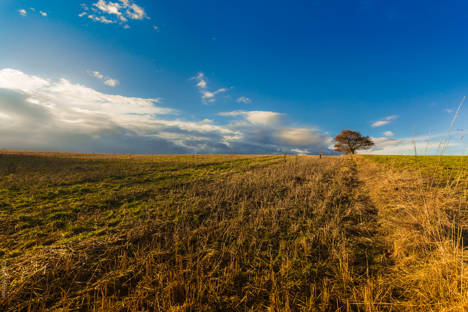 Baum in Sicht