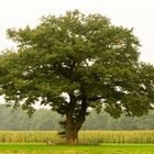 baum in sommer